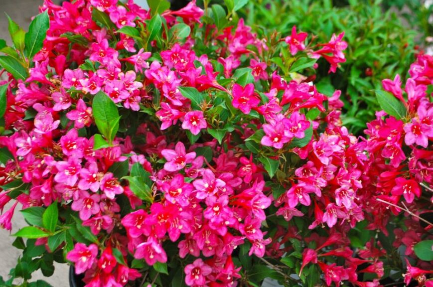 Weigela 'Sonic Bloom Pink'