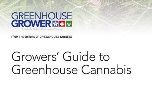 A Growers’ Guide to Greenhouse Cannabis in 2023