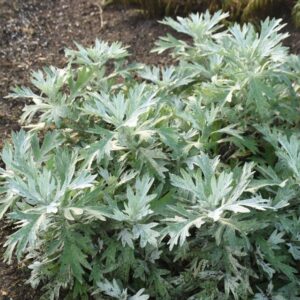 Artemisia 'Silver Lining'