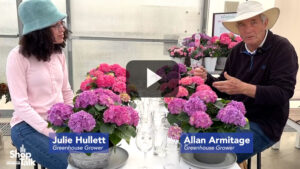 How Ball Ingenuity Is Bringing Hydrangeas and Other “Outdoor” Plants Indoors (Video)