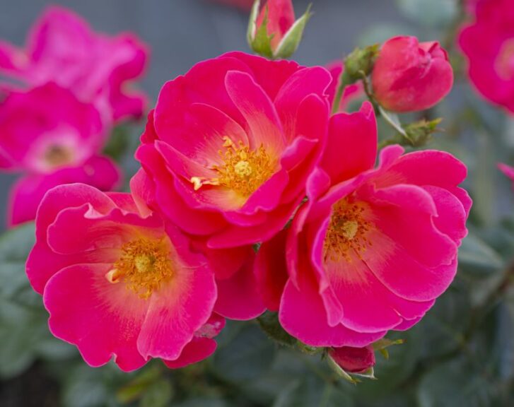 'BrickHouse Pink' (Star Roses and Plants)