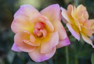 'Bright & Shiny' (Star Roses and Plants)