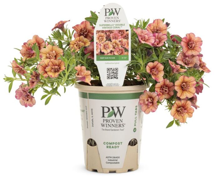 Calibrachoa 'Superbells Double Vintage Coral'