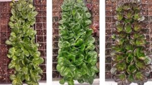 The Benefits of Dynamic Lighting in Greenhouse Lettuce Production