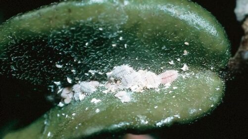 Science-Driven Solutions Explored in New Mealybug Guide and Survey
