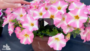 California Spring Trials 2023: New Amore Colors at Danziger (Video)