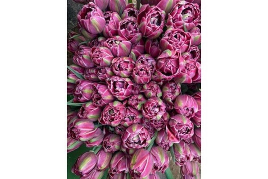 Double Tulip 'Dream Touch'