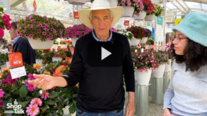 Dümmen Orange’s New Dahlia Revelation Series Marked by Vivid Colors (Video)