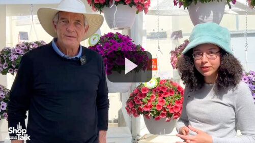 Breeding Disease Resistance Into Petunias at Dümmen Orange (Video)