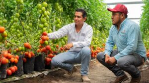 Enza Zaden Bringing Virus-Resistant Tomato Varieties to Growers