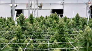 How to Prepare Your Cannabis Greenhouse for Maximum Quality