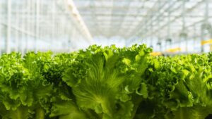 Growers Gaining Market Share in Leafy Greens