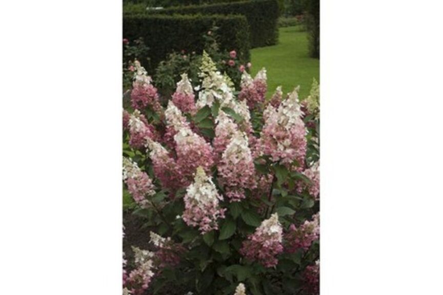 Hydrangea 'Pinky Winky'