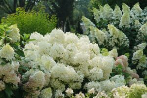 Hydrangea paniculata 'Puffer Fish'