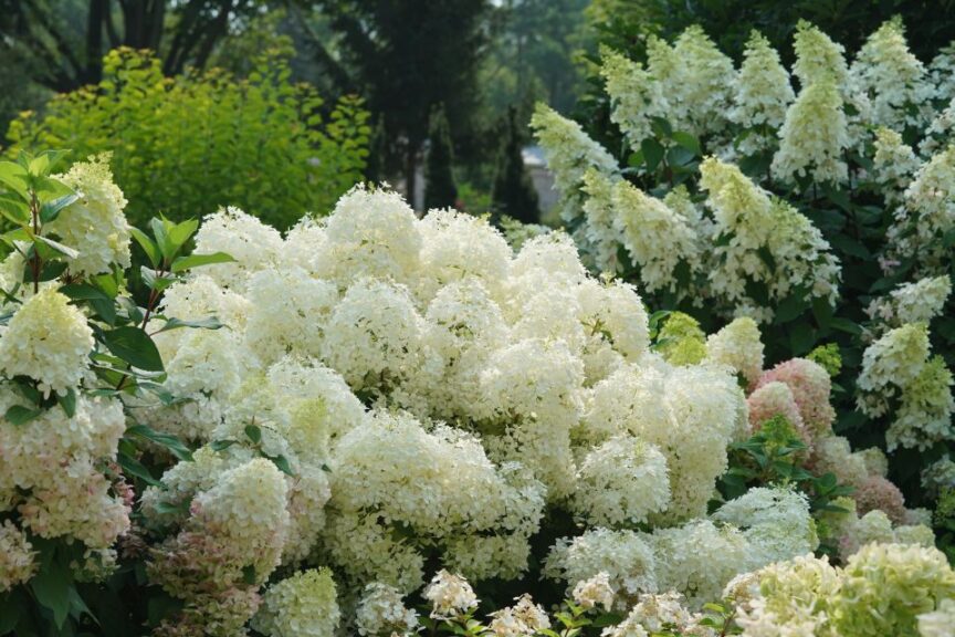 Hydrangea paniculata 'Puffer Fish'