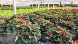 A Look at the Past, Present, and Future of Biopesticides From an Industry Leader