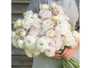 Lisianthus 'Voyage 2 Champagne'