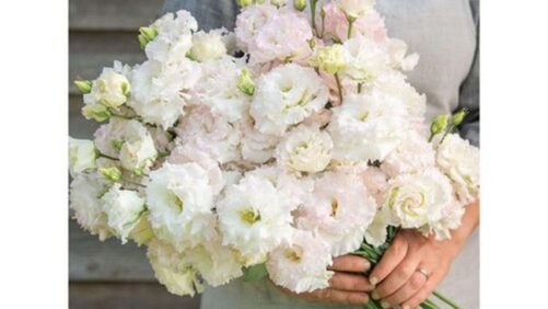 Association of Specialty Cut Flower Growers Names the 2023 Cut Flowers of the Year