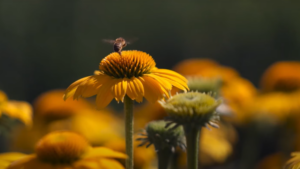 Three Trends Influencing Consumer Plant Choices