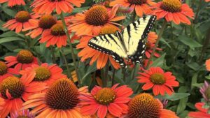 10 Consumer Trends Driving the Perennials Market