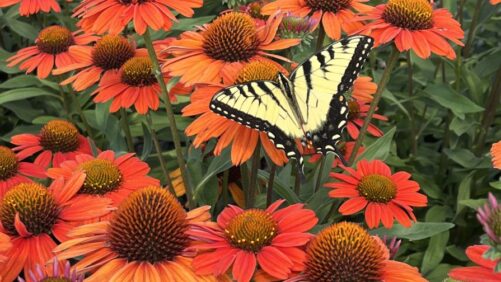 How The Perennial Farm Navigates New Trends in Perennials