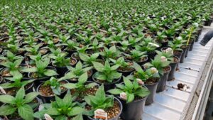 Highlights From Greenhouse Grower’s May 2023 Issue