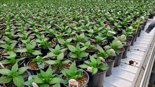 Do You Have a Greenhouse Problem You Need Solved? We Can Try to Help