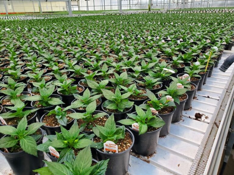 Following a Clean Chain in the Greenhouse Through Finishing