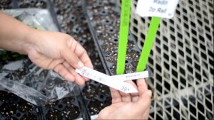 Following a Clean Chain in the Greenhouse Through Finishing