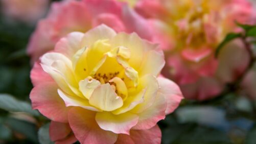 Six Award-Winning Rose Varieties That Can Enhance Any Landscape