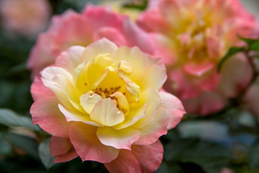 'Rosa Oso Easy Italian Ice' (Proven Winners ColorChoice)