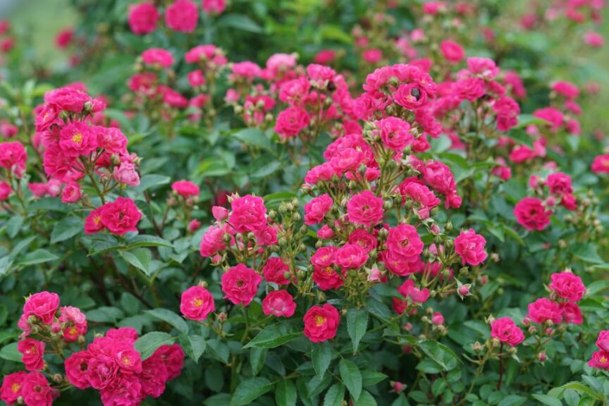'Rosa Oso Easy Peasy' (Proven Winners ColorChoice)
