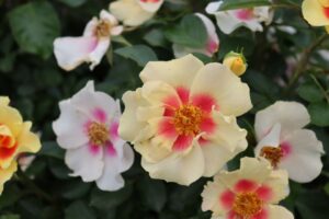 'Rosa Ringo' (Proven Winners ColorChoice)