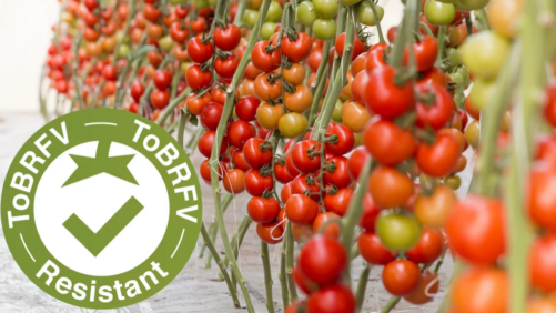 Tomato Breeder Aims to Highlight Disease-Resistant Varieties