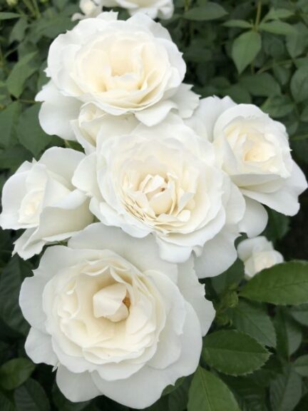 'Veranda White' (Star Roses and Plants)