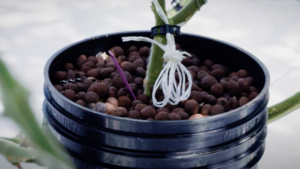 Video of the Week: Salt Water Farming in a Greenhouse