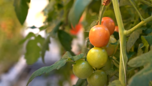 New Model Predicts How Tomato Growing Strategy Affects Taste