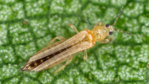 Need a Plan to Finish Thrips?