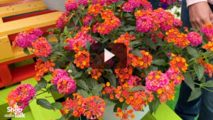 New Colors in Lantana From Ball FloraPlant (Video)