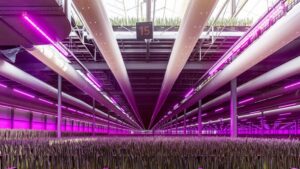 Four Steps to Achieve Optimum Greenhouse Dehumidification