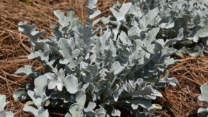 Learn About Hot New Perennials From the Eason Horticultural Resources Team