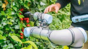 Researchers Use ChatGPT to Design Tomato Harvesting Robot
