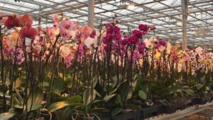 CosMic Plants Is First Orchid Grower in Canada to Receive MPS-ABC Certificate