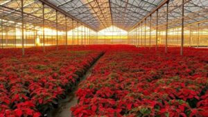 How to Meet Retail Specs for Poinsettias