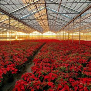 How to Meet Retail Specs for Poinsettias