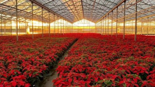 How to Meet Retail Specs for Poinsettias