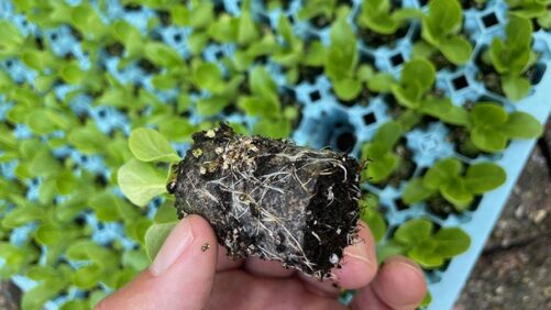 Ellepot, Blackmore Company Partner to Develop Organic Growing Papers