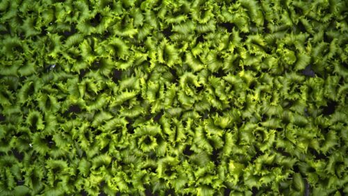 IUNU Launches New Autonomous Climate Control Technology