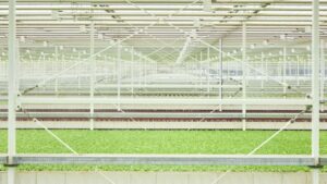 Little Leaf Farms Opens New Pennsylvania Greenhouse, Aims to Trademark Lettuce Shape