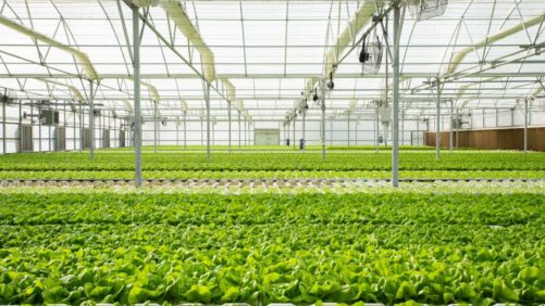 Lettuce Growing In Florida Aimed For New Inside Track